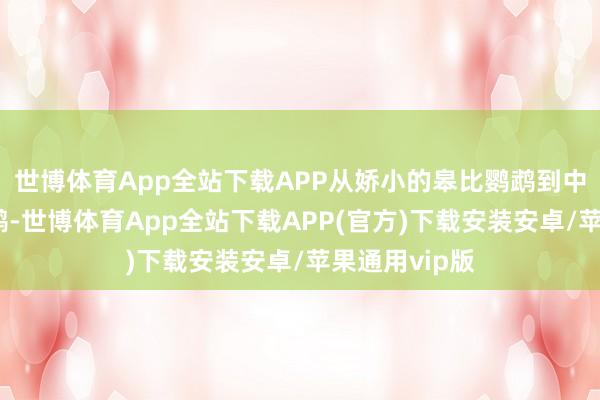世博体育App全站下载APP从娇小的皋比鹦鹉到中型的玄凤鹦鹉-世博体育App全站下载APP(官方)下载安装安卓/苹果通用vip版
